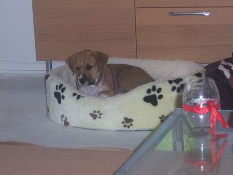 Amerikansk staffordshire terrier Magnus billede 7