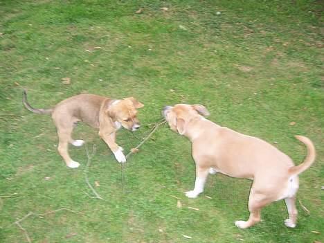 Amerikansk staffordshire terrier Magnus billede 8