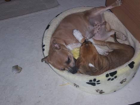 Amerikansk staffordshire terrier Magnus - slås med Frederikke i kurven.. billede 9