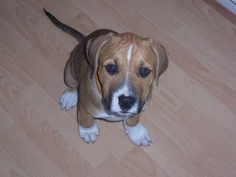 Amerikansk staffordshire terrier Magnus billede 10