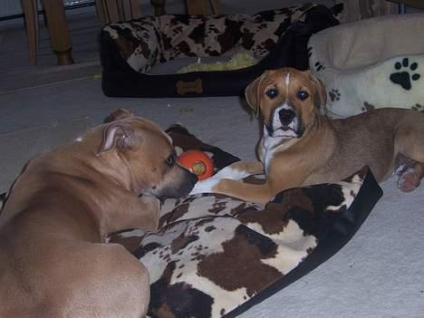 Amerikansk staffordshire terrier Magnus billede 11