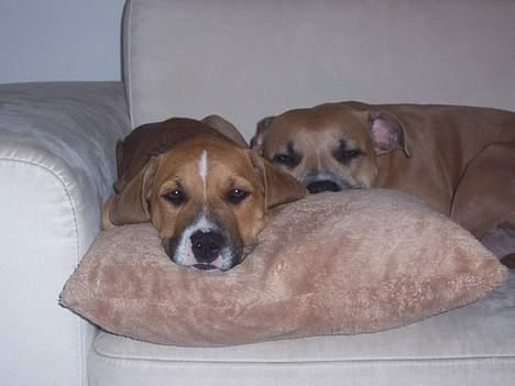 Amerikansk staffordshire terrier Magnus billede 12