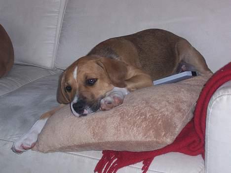 Amerikansk staffordshire terrier Magnus billede 13