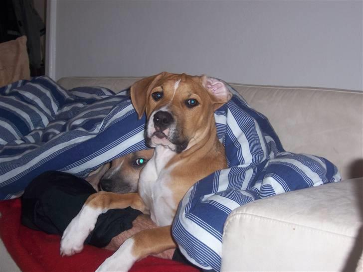 Amerikansk staffordshire terrier Magnus - kuk kuk billede 14