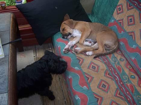 Amerikansk staffordshire terrier Magnus billede 15