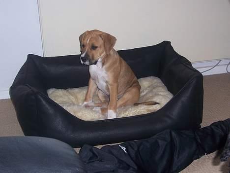 Amerikansk staffordshire terrier Magnus billede 16