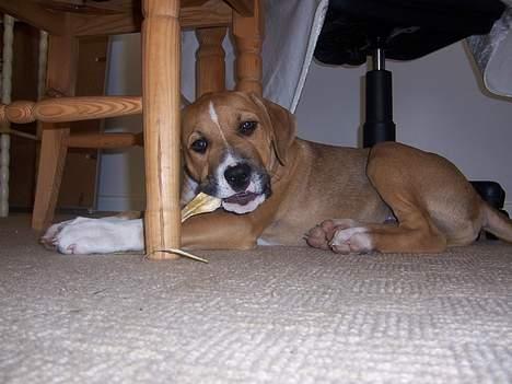 Amerikansk staffordshire terrier Magnus billede 17