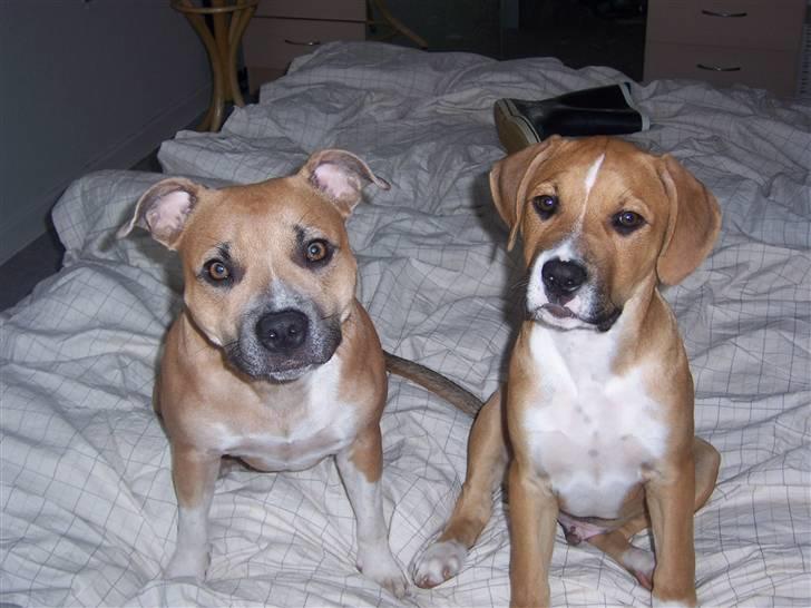 Amerikansk staffordshire terrier Magnus - mig og min søster Frederikke billede 18