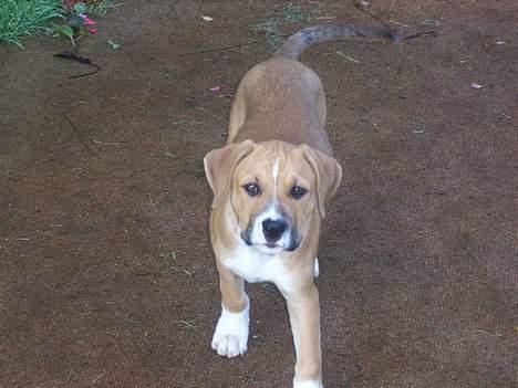 Amerikansk staffordshire terrier Magnus billede 19