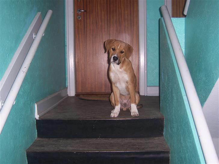 Amerikansk staffordshire terrier Magnus billede 20