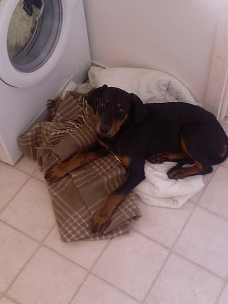 Dobermann Zita - Hyggeligt at putte på badeværelsesgulvet, der er nemlig varme i :) billede 17