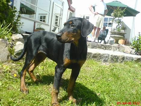 Dobermann Zita billede 19