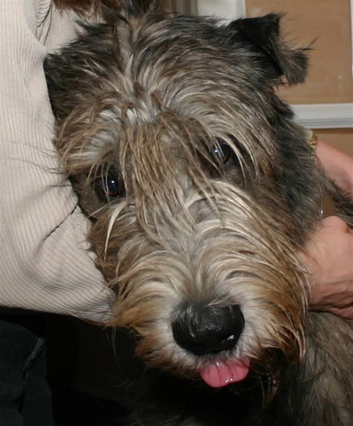 Irsk ulvehund Sirius - putter lidt hos mor billede 1