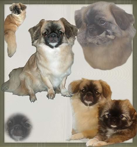 Tibetansk spaniel Khyi-mo’s Cilpa Sa-Wa billede 13