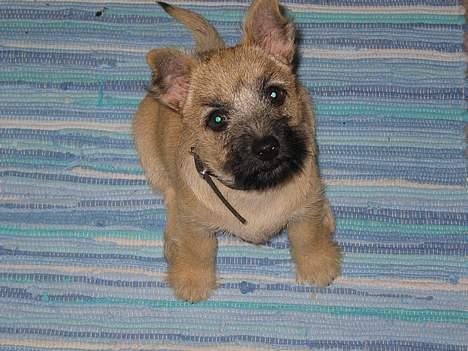 Cairn terrier Frigg's Skinfaxe / Cujo - Her er Cujo, er han ikke smuk ? :D billede 1