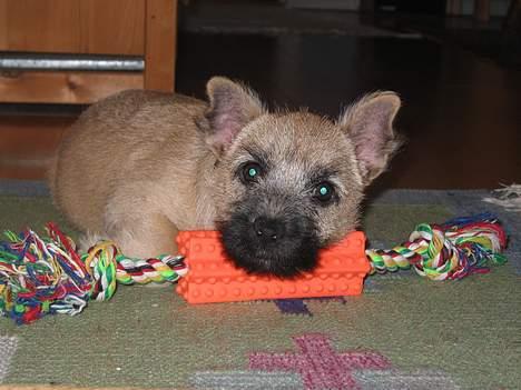 Cairn terrier Frigg's Skinfaxe / Cujo - Cujo med Bide legetøj  billede 2