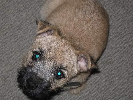 Cairn terrier Frigg's Skinfaxe / Cujo - Smukke smukke Cujo  billede 3