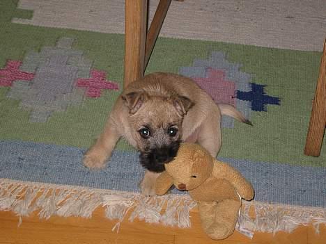 Cairn terrier Frigg's Skinfaxe / Cujo - Tæv bamsen! billede 4