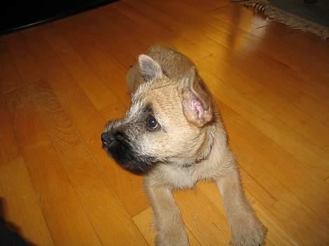 Cairn terrier Frigg's Skinfaxe / Cujo - Fotomodel xD billede 5