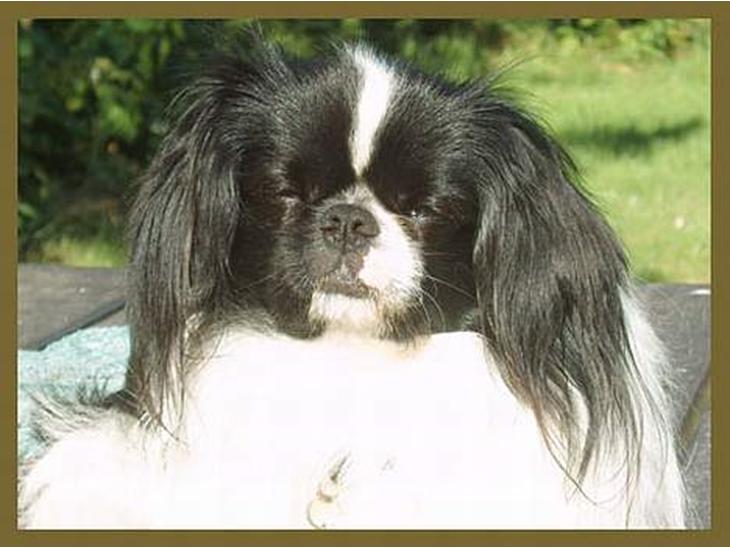 Blanding af racer Oliver billede 1