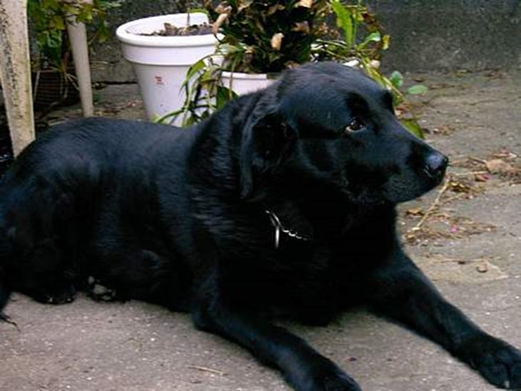 Labrador retriever Maxi (¯`v´¯) (R.I.P) - hej se lige mig. er jeg ikke sød..? billede 1