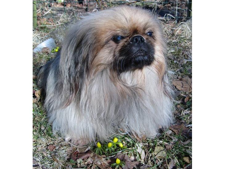 {{currentPhoto.altText}} billede {{currentPhoto.number}}