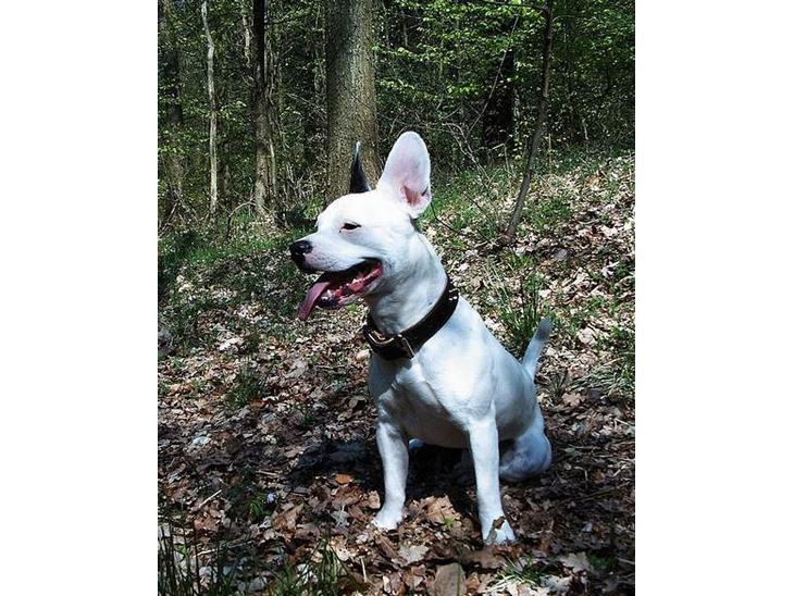 Blanding af racer Idefix RIP billede 1