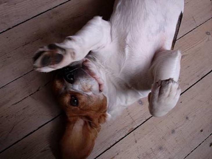 Beagle *Victor<3* - Viictor<3 billede 1