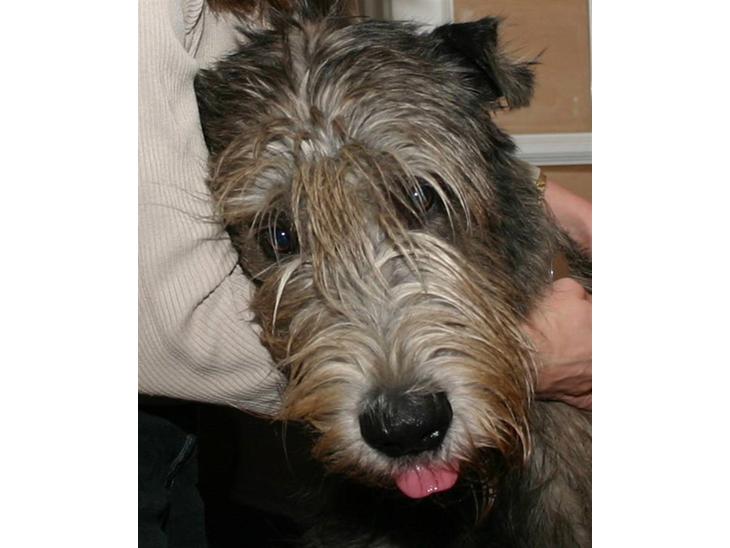 {{currentPhoto.altText}} billede {{currentPhoto.number}}