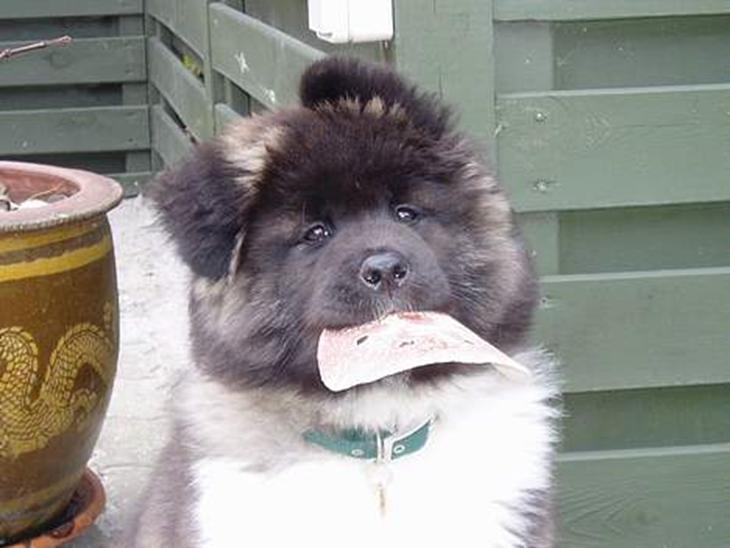 {{currentPhoto.altText}} billede {{currentPhoto.number}}