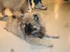 Keeshond Ciris [ Himmelhund]