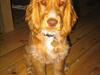 Cocker spaniel Nala