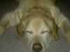 Labrador retriever Polly. (død)