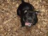 Staffordshire bull terrier Cani