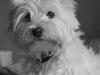 West highland white terrier Bonnie    R.I.P !!! <3 :( [ Himmelhund]