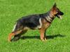 Schæferhund Trillingsgaards Gabi