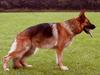 Schæferhund Trilingsgaards Cher