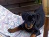 Rottweiler Basse (aflivet 18/1-07)