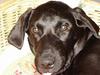 Labrador retriever Micky F1