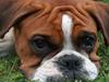 Boxer Bine