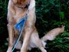 Blanding af racer Labrador/N. Found. Balder