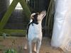 Dansk svensk gaardhund Anton