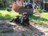 Rottweiler Ippon