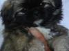 Tibetansk spaniel A-La-Dina ( Dina )