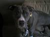 Amerikansk staffordshire terrier mishja