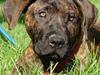 Dogo canario Shanti - Riocha's Ankara