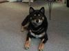 Shiba Nala