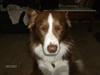 Border collie rex