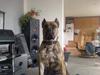 Dogo canario Freja