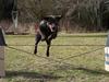 Labrador retriever Tigi